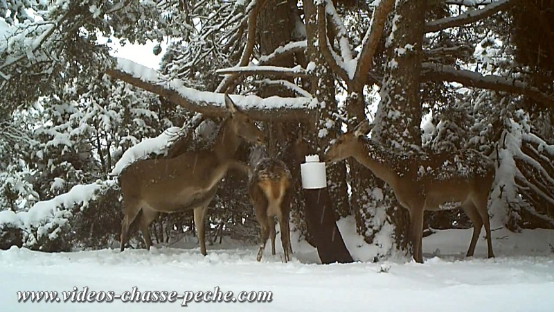 biche, bichette et faon